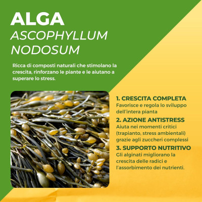 Concime biologico a base di alga - Solabiol 1 litro | AgricolBio.it